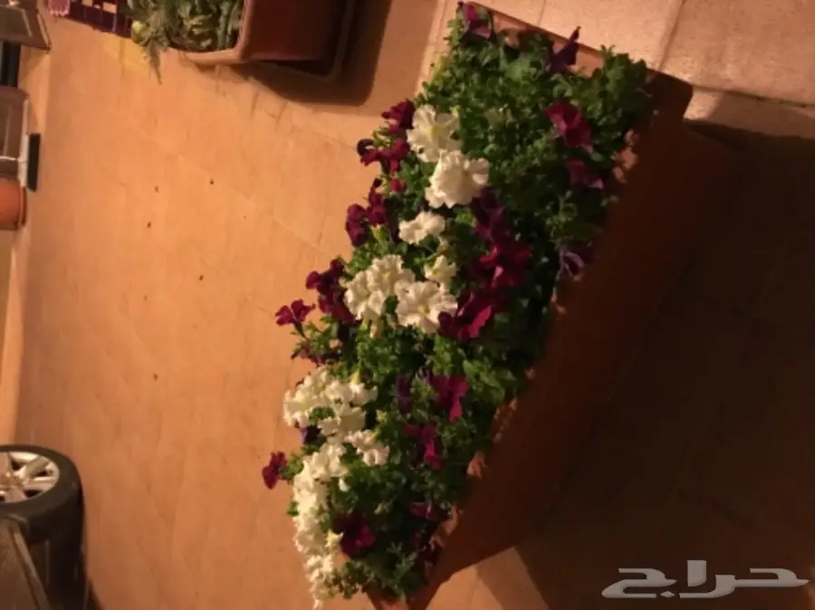 احواض نبات وورود ( ليتشوزا )  (image 7)