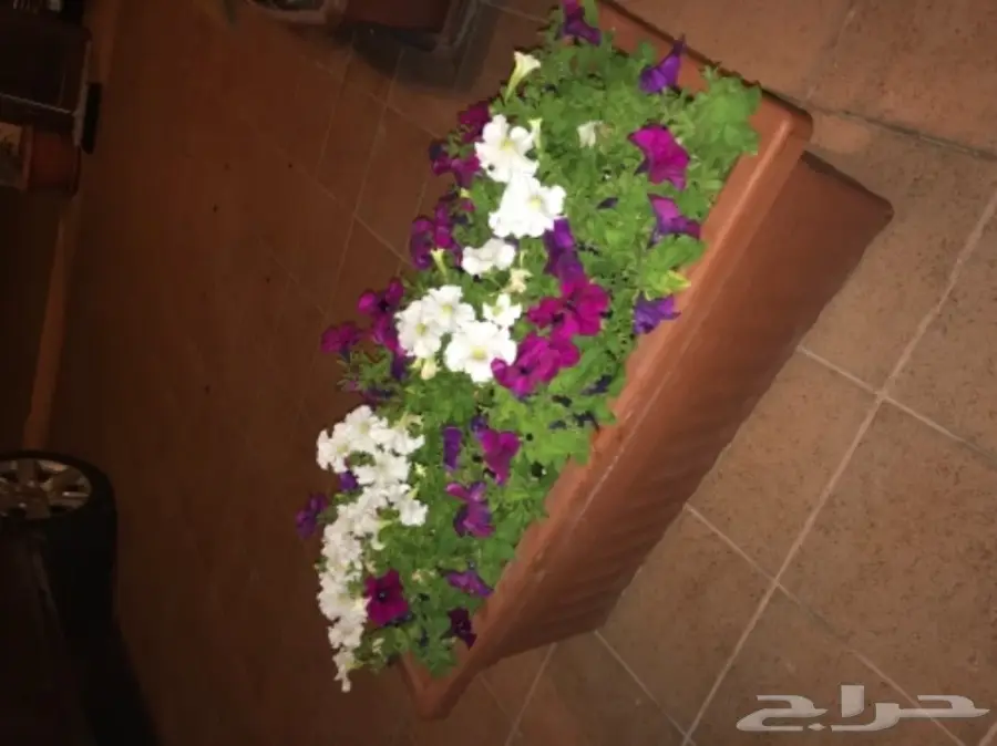 احواض نبات وورود ( ليتشوزا )  (image 8)