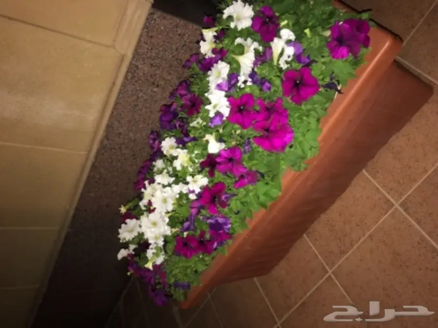 احواض نبات وورود ( ليتشوزا )  (image 9)