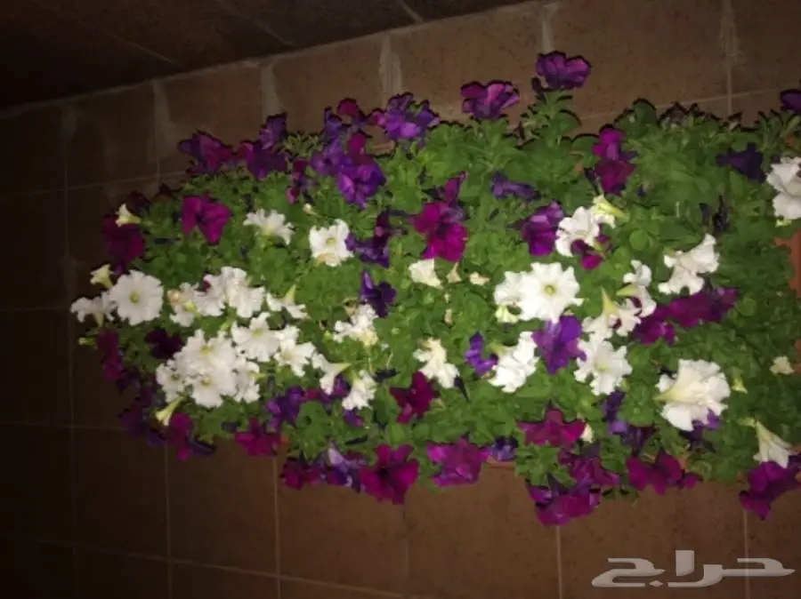 احواض نبات وورود ( ليتشوزا )  (image 10)
