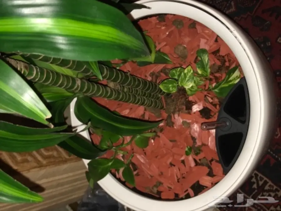 احواض نبات وورود ( ليتشوزا )  (image 11)