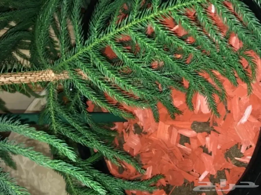 احواض نبات وورود ( ليتشوزا )  (image 12)