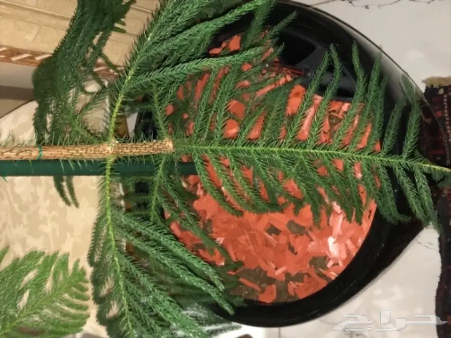 احواض نبات وورود ( ليتشوزا )  (image 13)