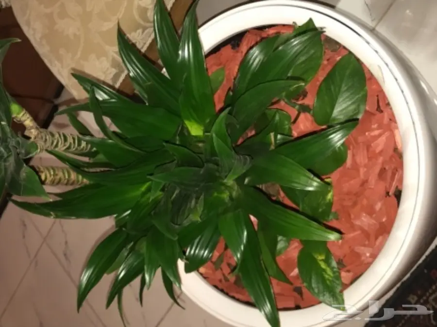 احواض نبات وورود ( ليتشوزا )  (image 14)