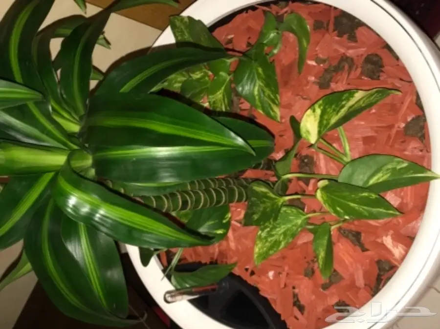 احواض نبات وورود ( ليتشوزا )  (image 15)