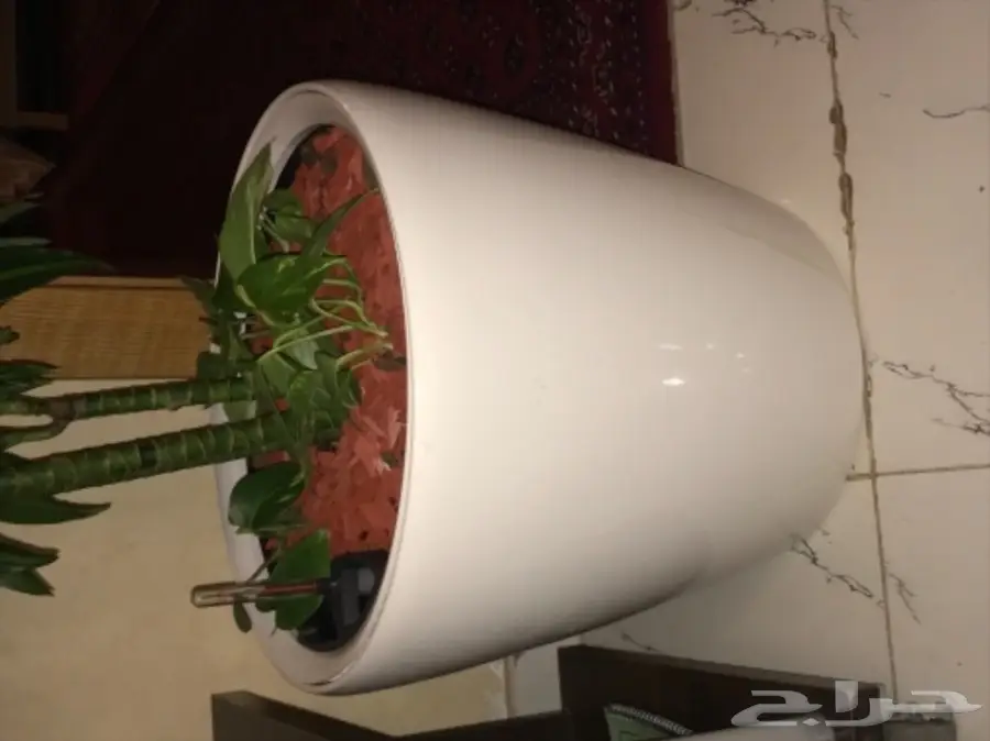 احواض نبات وورود ( ليتشوزا )  (image 16)