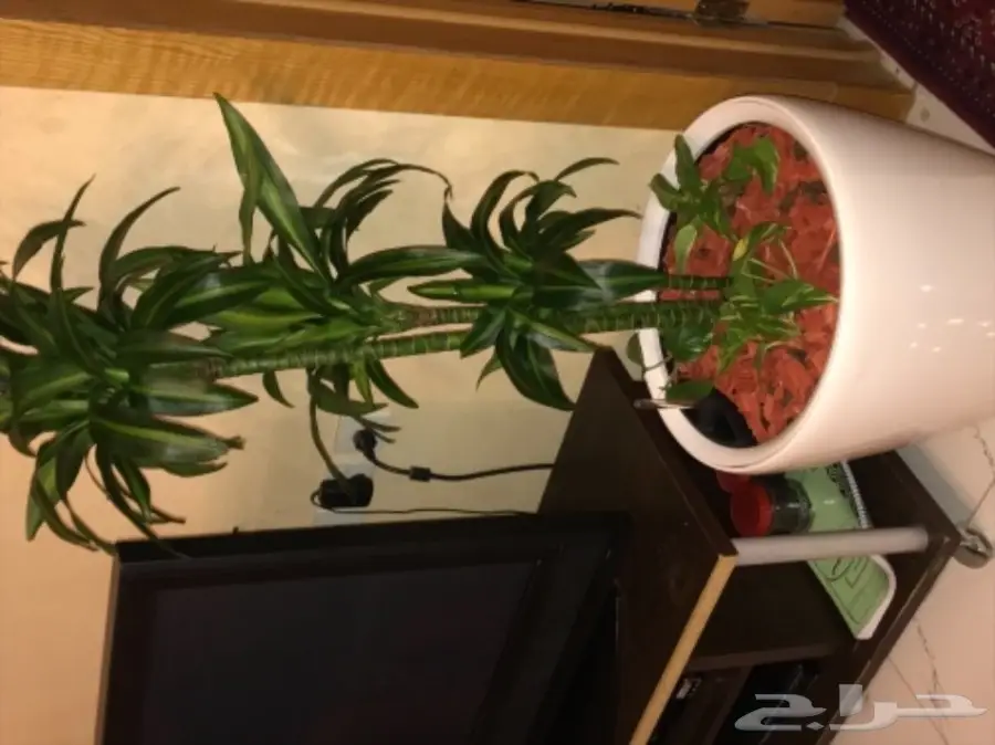 احواض نبات وورود ( ليتشوزا )  (image 17)