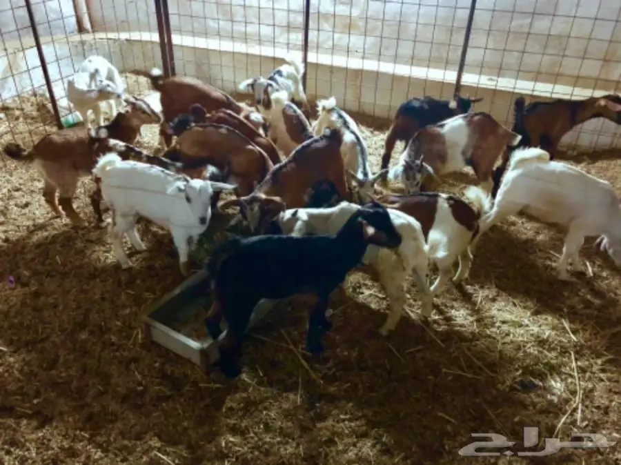 تيوس لبنيه مقفله سمان