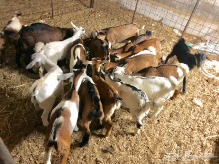 تيوس لبنيه مقفله سمان (image 2)