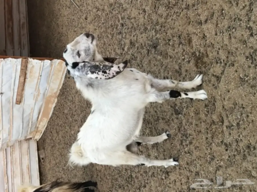 تيس للبيع (image 1)