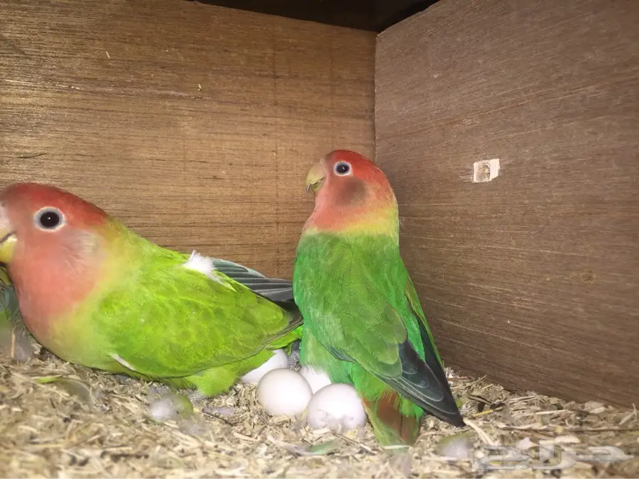 روز منتج (image 1)