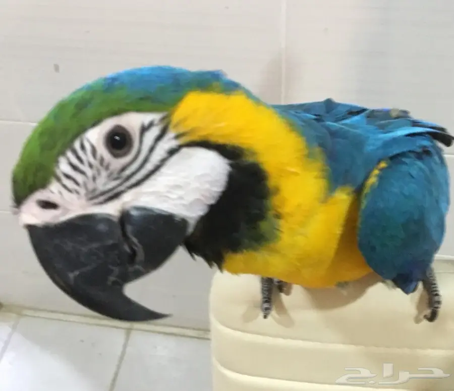 ببغاء مكاو أليف - فرصة لا تُفوَّت! (image 1)