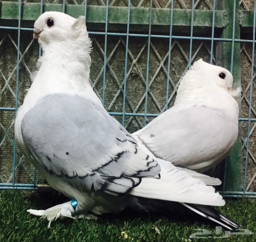 جوز رمان عالي الجودة - إنتاج 2016 (image 1)