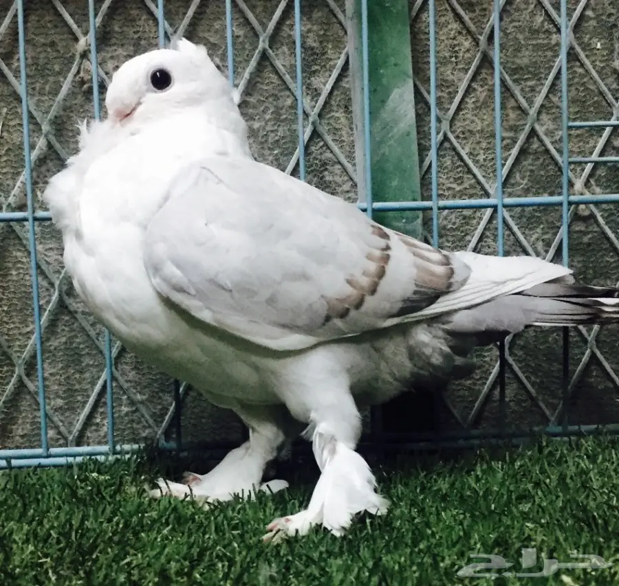 جوز رمان عالي الجودة - إنتاج 2016 (image 5)