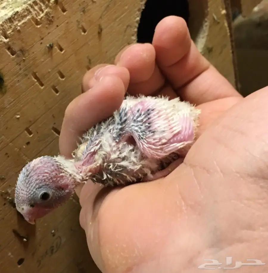 فروخ بادجي  (image 3)