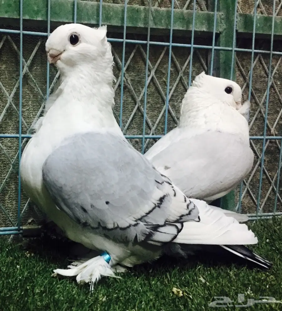 جوز حب رمان 