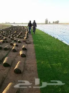 تنسيق حدائق ابو شرموخ (image 1)