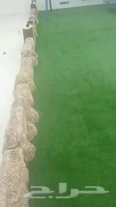 تنسيق حدائق ابو شرموخ (image 14)