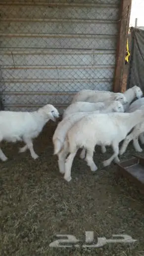 هرافه حريات الحد 460 (image 10)