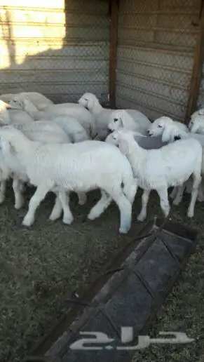 هرافه حريات الحد 460