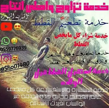 انتاج دلع مجموعه تعب احلى قطط nفي توصيل (image 41)
