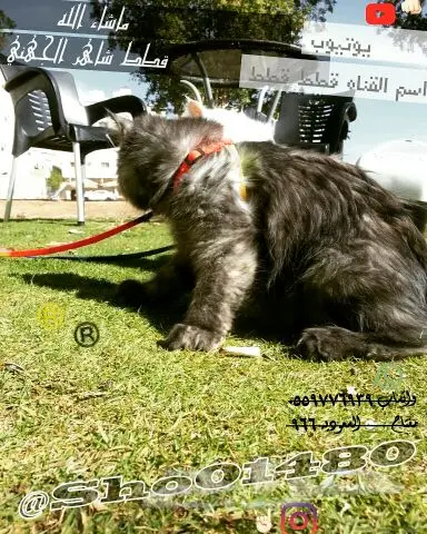 انتاج دلع مجموعه تعب احلى قطط nفي توصيل (image 33)