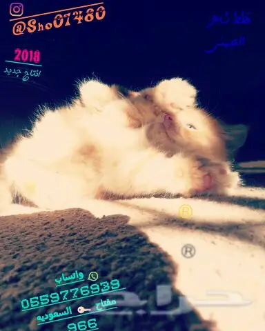 انتاج دلع مجموعه تعب احلى قطط nفي توصيل (image 14)