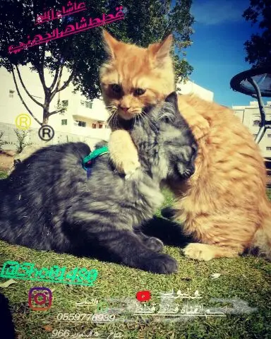 انتاج دلع مجموعه تعب احلى قطط nفي توصيل (image 37)