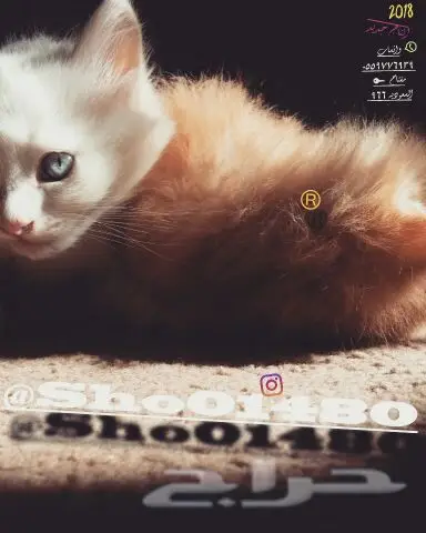 انتاج دلع مجموعه تعب احلى قطط nفي توصيل (image 25)