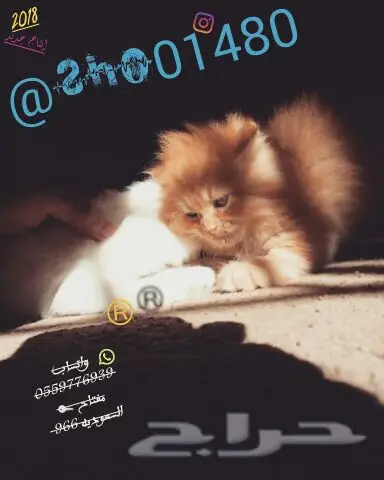 انتاج دلع مجموعه تعب احلى قطط nفي توصيل (image 20)