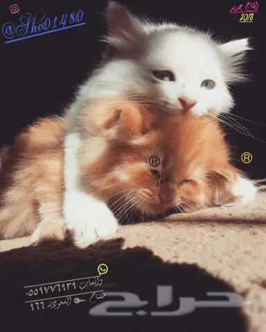 انتاج دلع مجموعه تعب احلى قطط nفي توصيل (image 8)