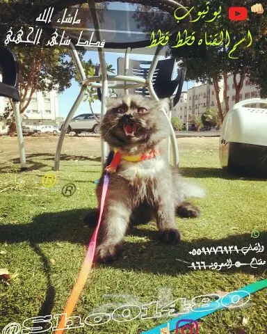 انتاج دلع مجموعه تعب احلى قطط nفي توصيل (image 32)