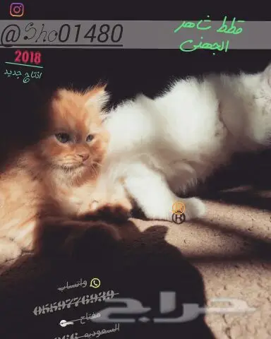 انتاج دلع مجموعه تعب احلى قطط nفي توصيل (image 7)