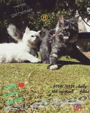 انتاج دلع مجموعه تعب احلى قطط nفي توصيل (image 34)