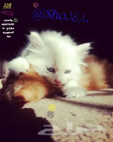 انتاج دلع مجموعه تعب احلى قطط nفي توصيل (image 19)