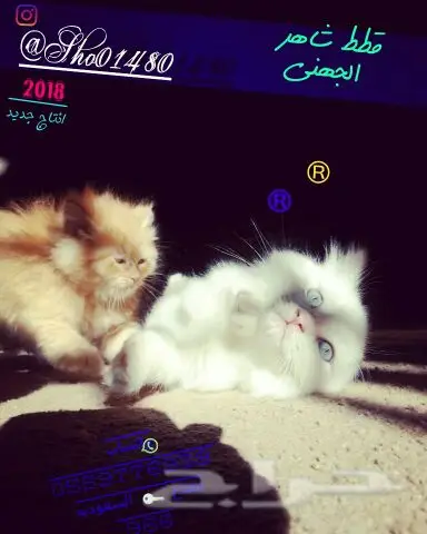 انتاج دلع مجموعه تعب احلى قطط nفي توصيل (image 6)