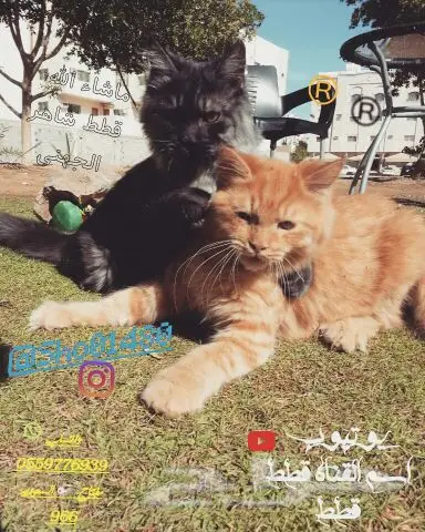 انتاج دلع مجموعه تعب احلى قطط nفي توصيل (image 39)