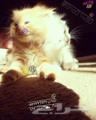 انتاج دلع مجموعه تعب احلى قطط nفي توصيل (image 12)