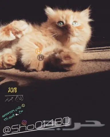 انتاج دلع مجموعه تعب احلى قطط nفي توصيل (image 2)