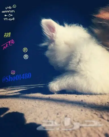انتاج دلع مجموعه تعب احلى قطط nفي توصيل (image 27)