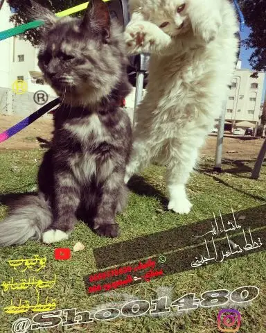 انتاج دلع مجموعه تعب احلى قطط nفي توصيل (image 35)