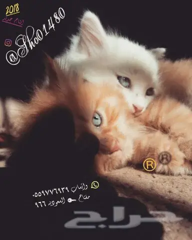 انتاج دلع مجموعه تعب احلى قطط nفي توصيل (image 22)