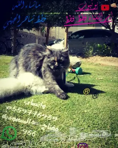 انتاج دلع مجموعه تعب احلى قطط nفي توصيل (image 31)