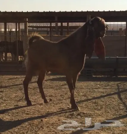 للبيع تيس طيب (image 1)