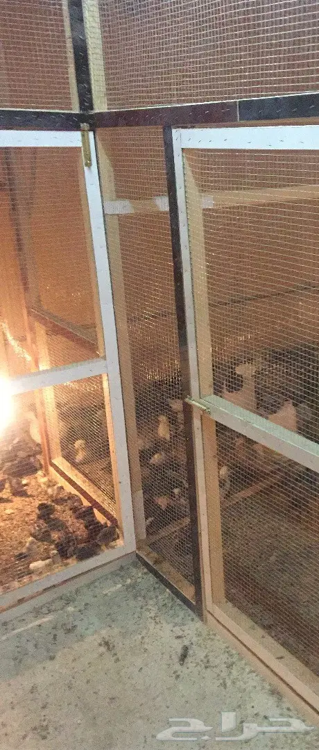 مشروع دواجن وطيور- استراحه - فيومي - للتقبيل  (image 7)