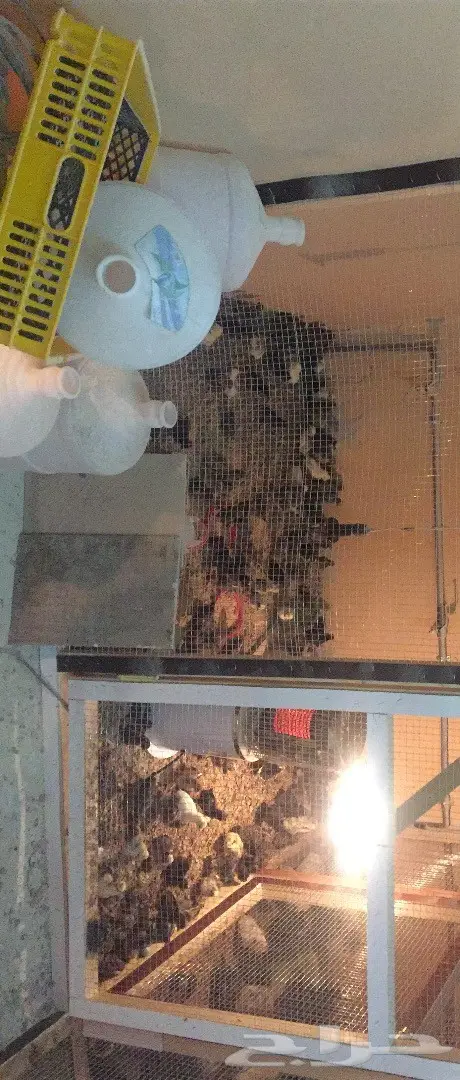 مشروع دواجن وطيور- استراحه - فيومي - للتقبيل  (image 8)