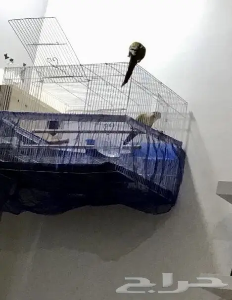 للبيع جوز كنيور اناناس جاهز ومتوالف (image 5)