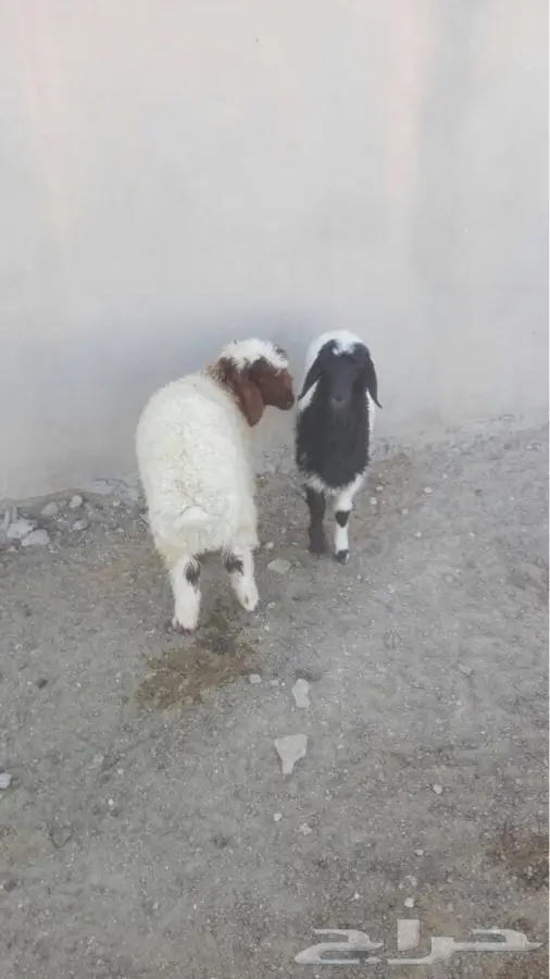للبيع هرافي رخال (image 1)