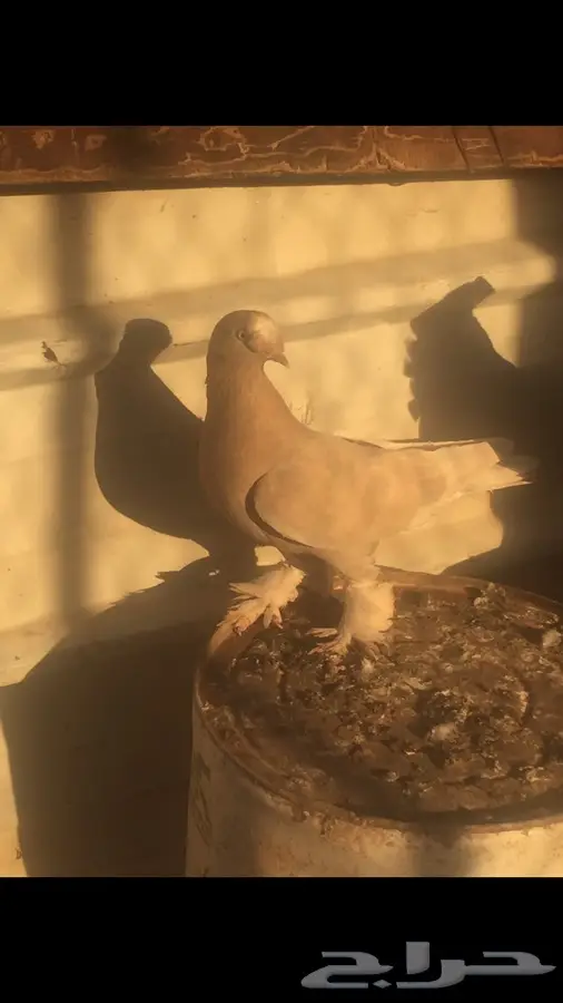 جوزين اتراك (image 5)