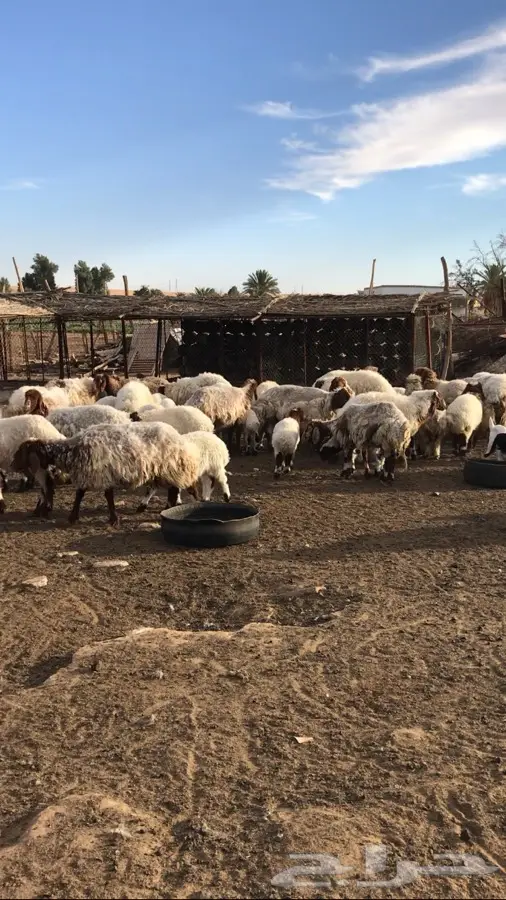 نعيم